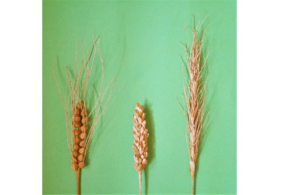 Grains Paper Templates: A Designer’s Honest Review